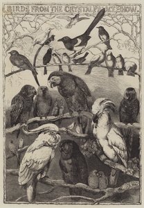 Vogels van de Crystal Palace Show